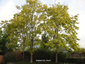 Robinia pseudoacacia 'Frisia'